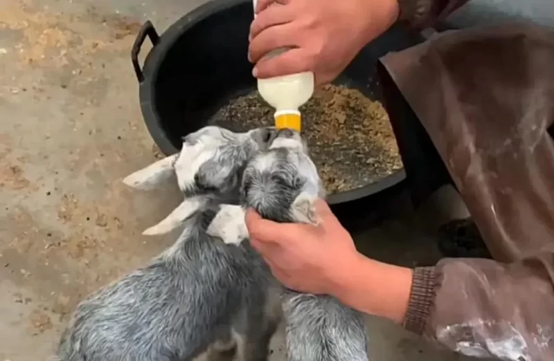 羊羔的人工喂养方法 - 中国养殖网