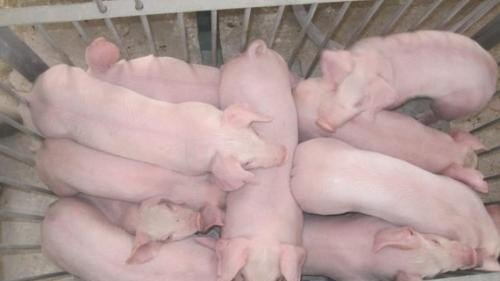 猪长得慢怎么办 - 中国养殖网