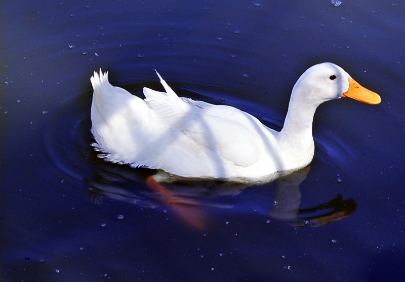 白鸭怎么分辨水鸭和旱鸭 - 中国养殖网
