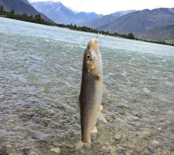 西藏大河里的鱼怎么钓 - 中国养殖网