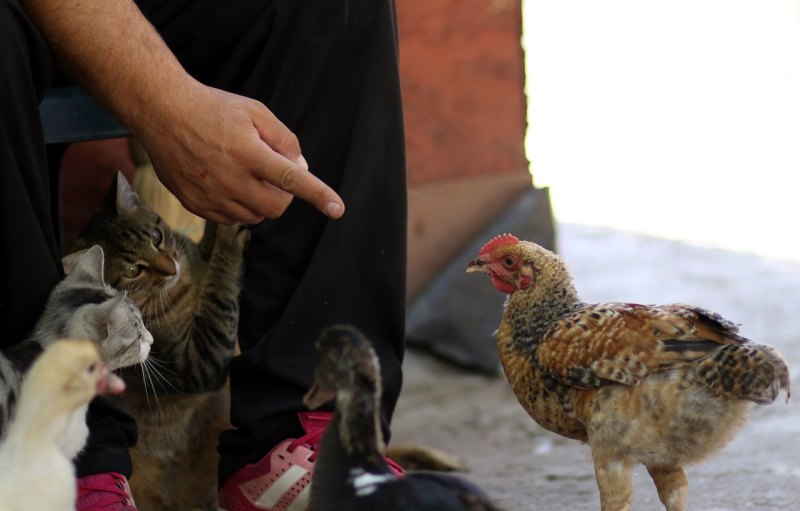 养殖6百只鸡的养殖个人能与食品厂合作吗 - 中国养殖网