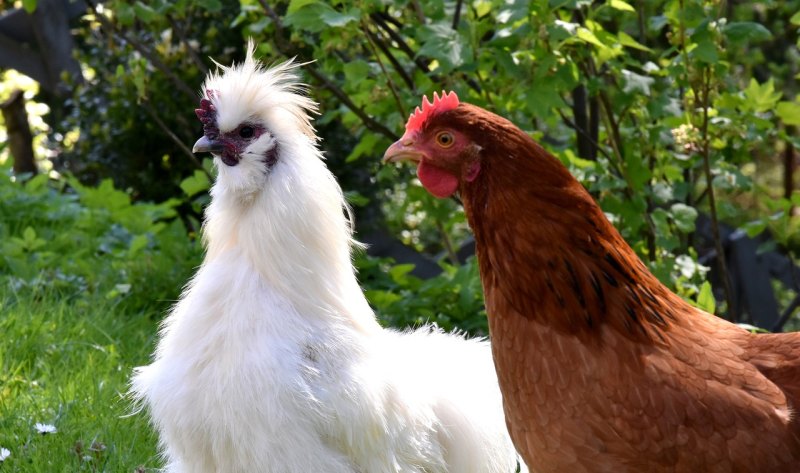 鸡养多久可以吃 - 中国养殖网