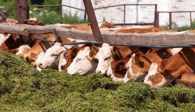 育肥牛的饲料的最佳配方 - 中国养殖网