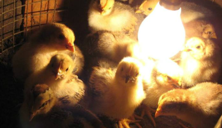 一个月小鸡正确饲养方法 - 中国养殖网