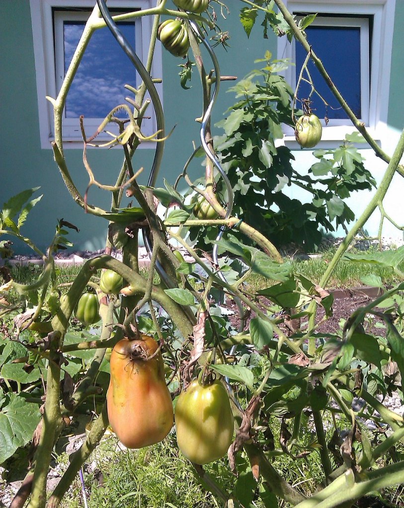 大田番茄种植方法 - 中国养殖网