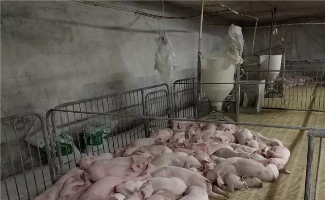 粮食猪养殖前景 - 中国养殖网