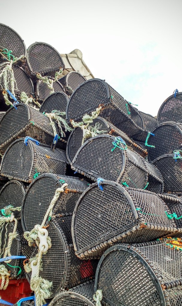4月份钓龙虾一般几点最好钓 - 中国养殖网