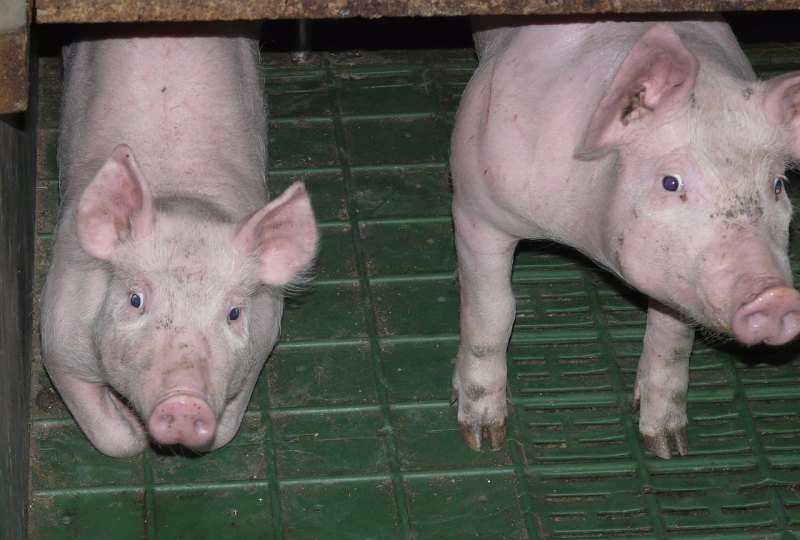 肌肉猪的养殖方法 - 中国养殖网