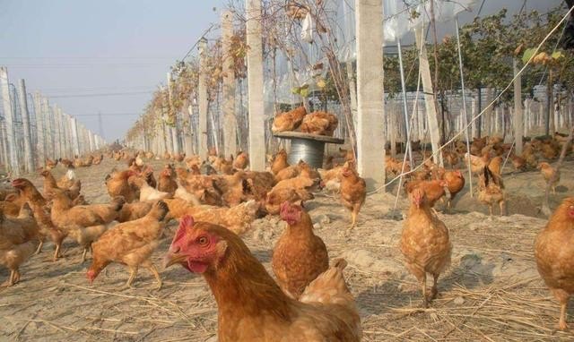 农村土鸡哪里大量收购 - 中国养殖网