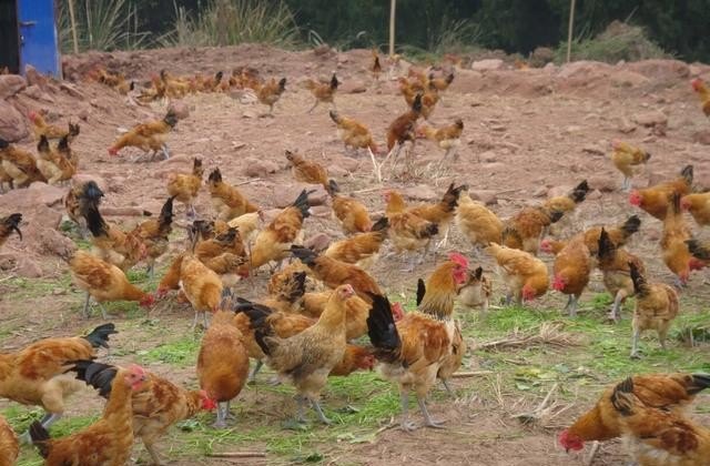 农村土鸡哪里大量收购 - 中国养殖网