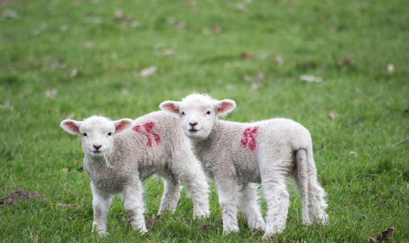 澳大利亚西部养的什么羊 - 中国养殖网