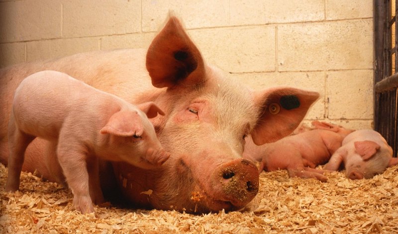 猪没有下崽不养猪啥意思 - 中国养殖网
