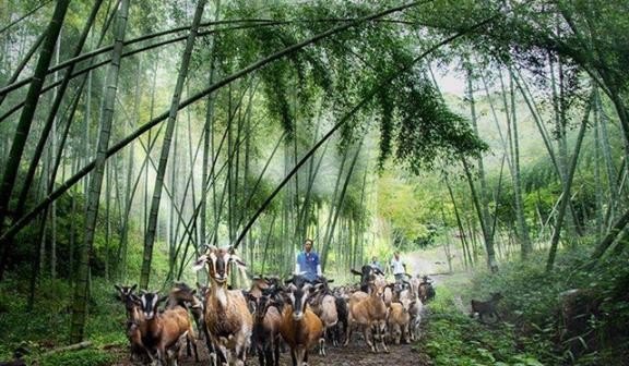 家庭养羊的最简单方法 - 中国养殖网