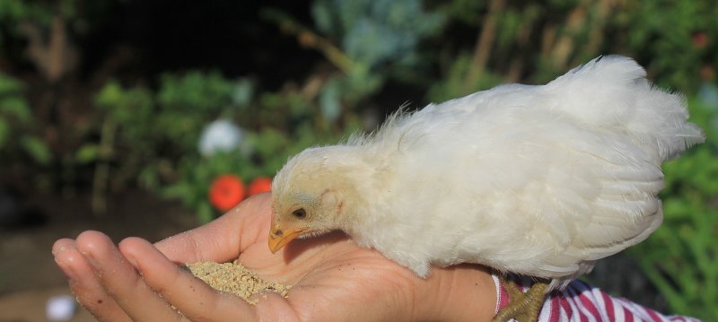 扇鸡是什么鸡 - 中国养殖网