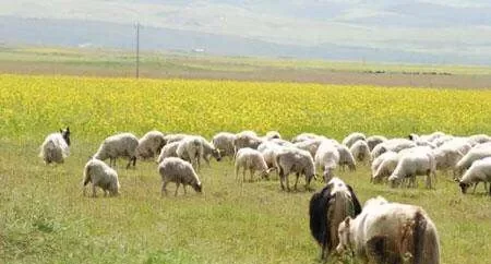 夏季羊场驱蚊的好办法 - 中国养殖网