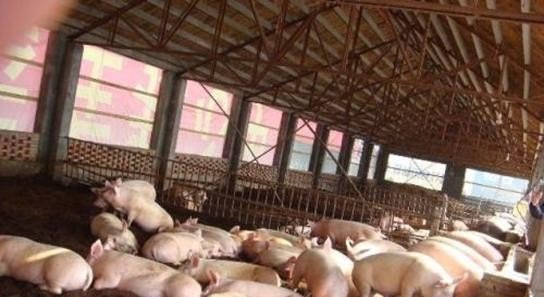 广东养猪企业排名 - 中国养殖网
