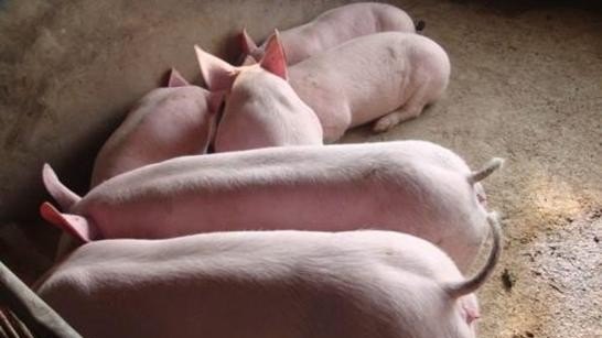 广东养猪企业排名 - 中国养殖网