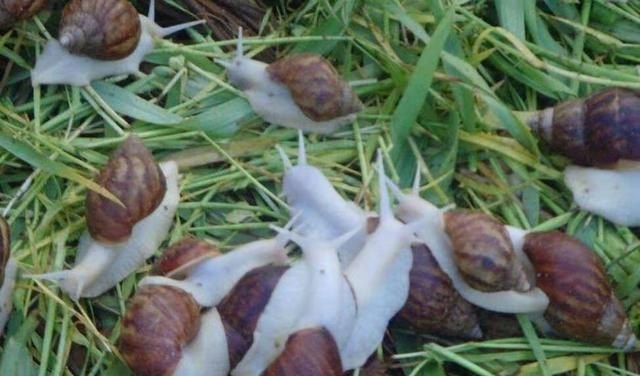 蜗牛养殖技术 - 中国养殖网