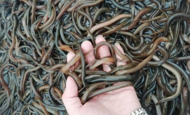 养黄鳝的十大技巧 - 中国养殖网
