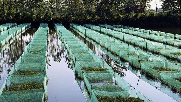 养黄鳝的十大技巧 - 中国养殖网