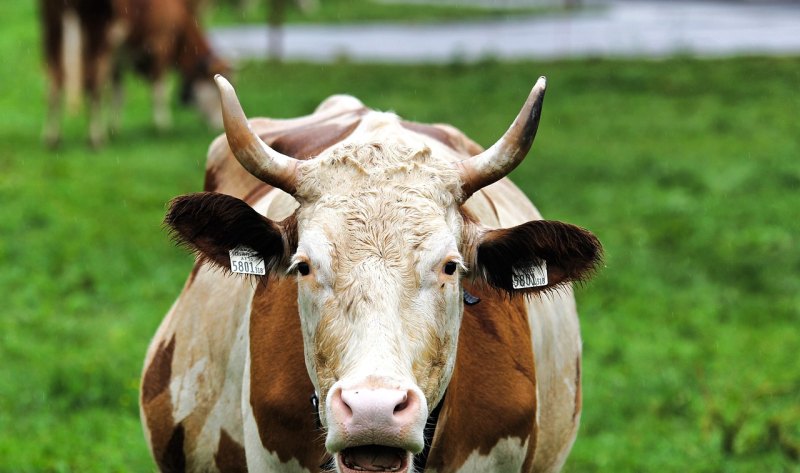 养200头牛需要多少成本 - 中国养殖网