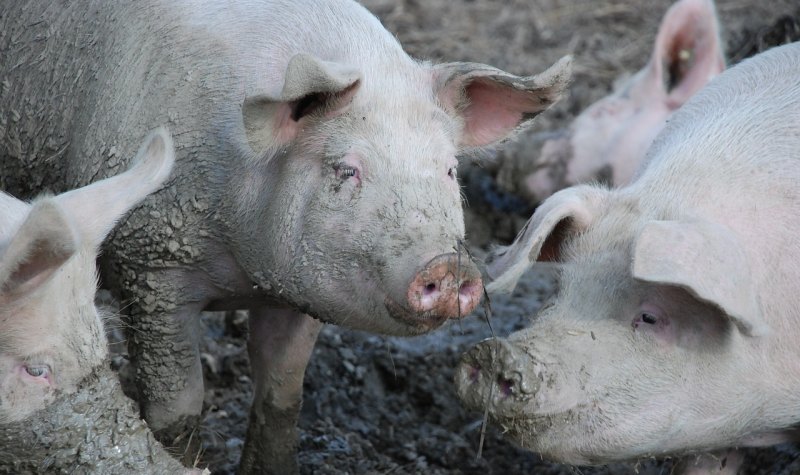 养殖100头猪利润多少 - 中国养殖网
