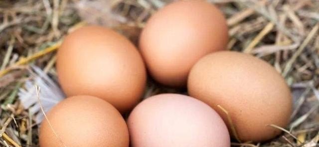鸡总是吃刚产下的鸡蛋怎么办 - 中国养殖网