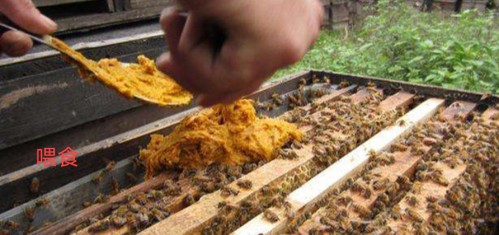 养蜂养殖技术 - 中国养殖网