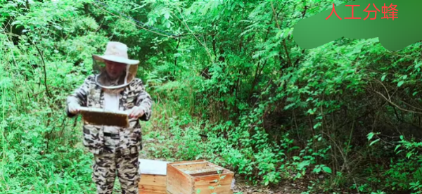养蜂养殖技术 - 中国养殖网