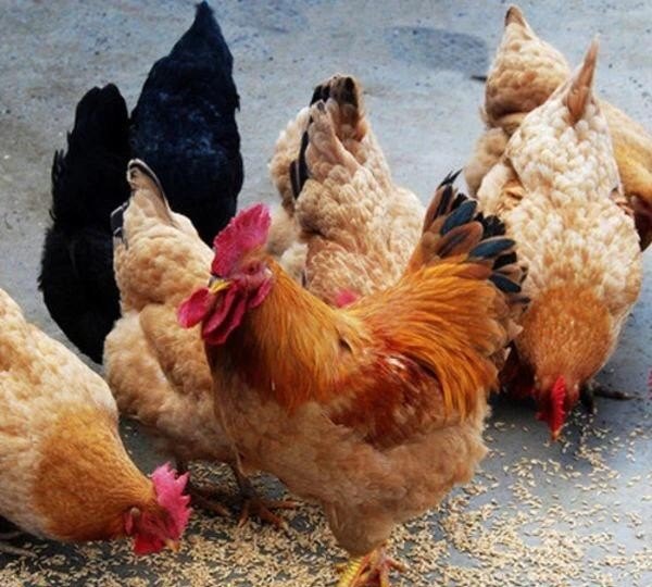 一开始养殖土鸡，养殖多少比较合适 - 中国养殖网
