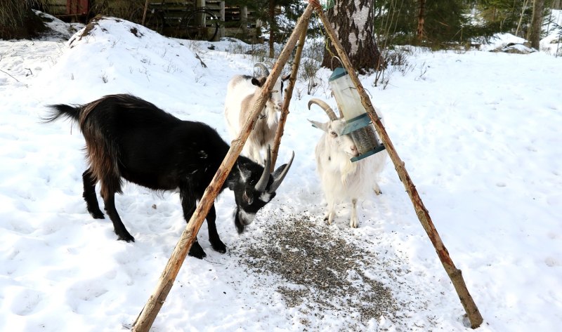 羊冬天喝冷水还是温水 - 中国养殖网