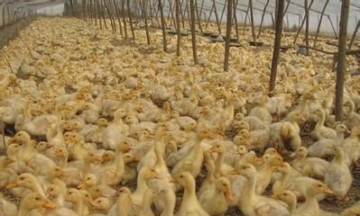 养鸭大棚怎么建 - 中国养殖网