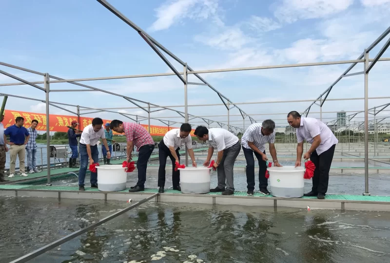桂鱼养殖技术 - 中国养殖网