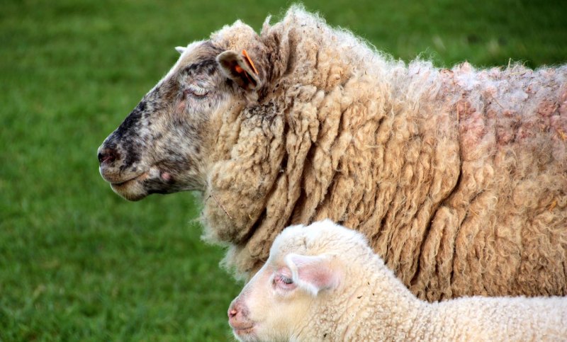 杭州地区适合养什么羊？活羊能卖多少一斤？购买几个月大的羊羔最好 - 中国养殖网