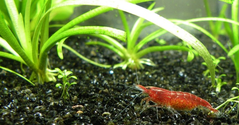养殖虾一年生几月份成熟 - 中国养殖网