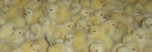 雏鸡养殖技术全过程 - 中国养殖网