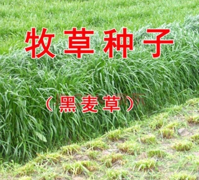 羊吃什么草 - 中国养殖网