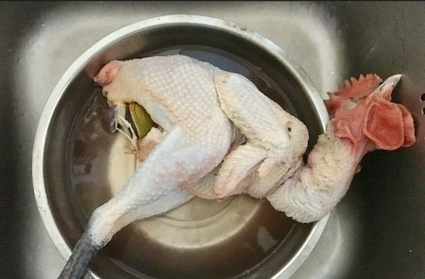 鸡赤尾养殖方法 - 中国养殖网
