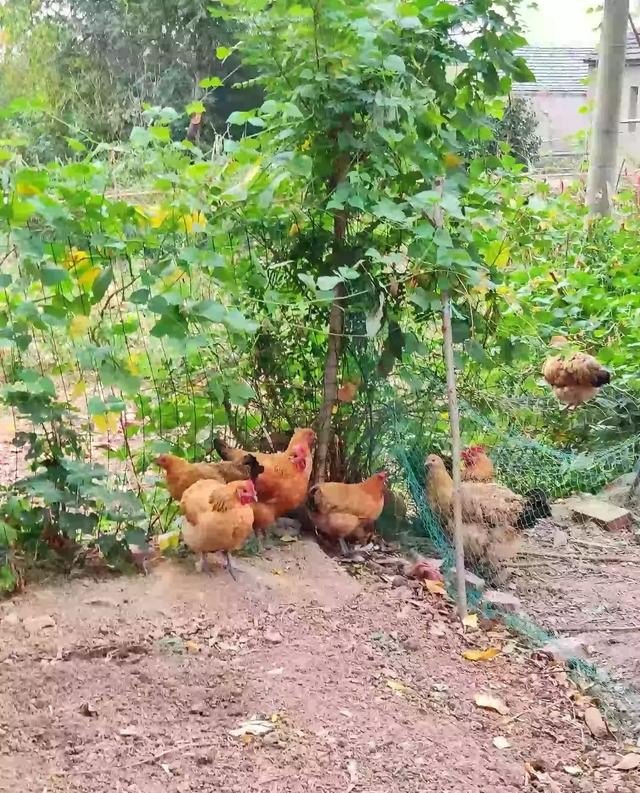 我家在湖北在石首市一个偏僻农村，想养鸡，山坡上养，要怎样入门 - 中国养殖网