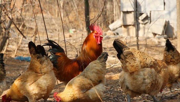 养土鸡最好的养殖方法 - 中国养殖网