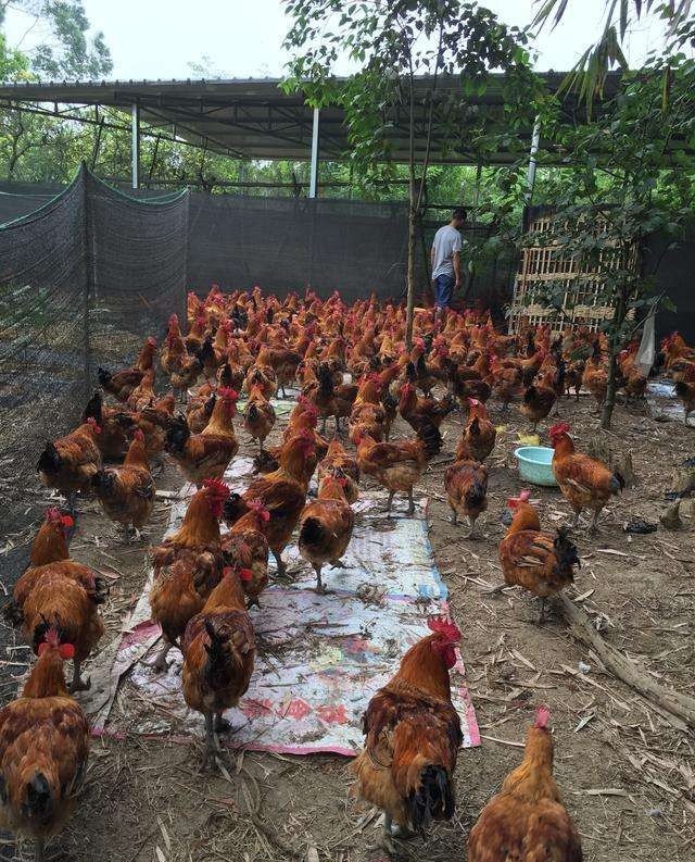 养土鸡最好的养殖方法 - 中国养殖网