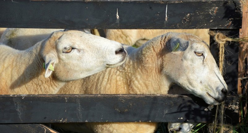 黄牛养殖利润与成本农村养殖黑山羊 - 中国养殖网