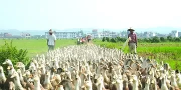 番鸭的饲养方法 - 中国养殖网