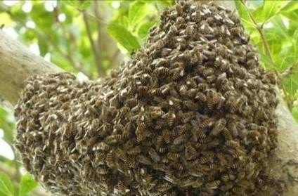 野外怎么养蜂最好 - 中国养殖网