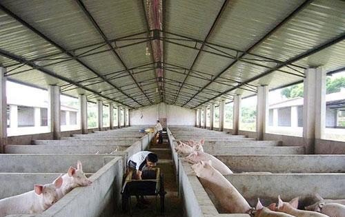 建一个年出栏2000头的肥猪场需要多少成本 - 中国养殖网