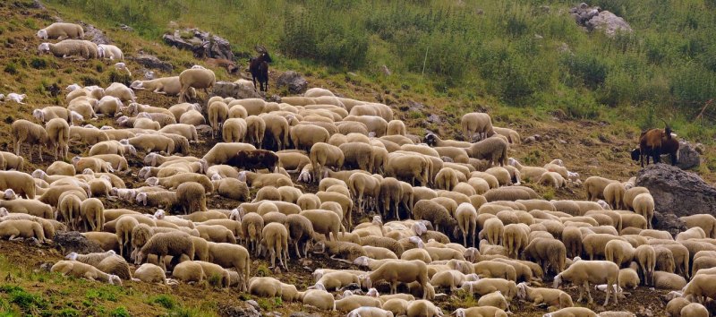 山东青山羊哪里最便宜 - 中国养殖网