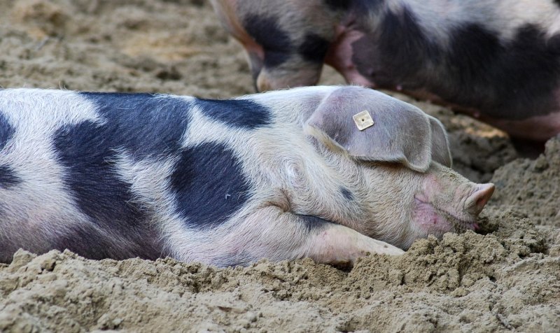 2020年贵州养多少头猪国家有补贴 - 中国养殖网