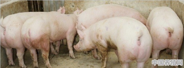怎样保持猪舍内空气清新 - 中国养殖网