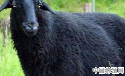 羊爱吃塑料布，该怎么办 - 中国养殖网