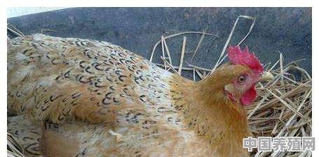 母鸡每天都能产蛋吗？怎么喂养 - 中国养殖网
